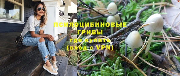 ГАЛЛЮЦИНОГЕННЫЕ ГРИБЫ Осинники